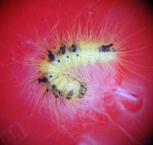 Acronicta leporina