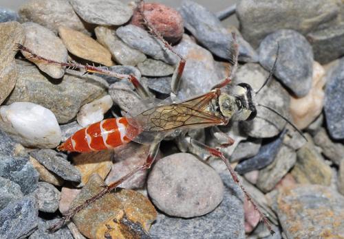 Prionyx niveatus