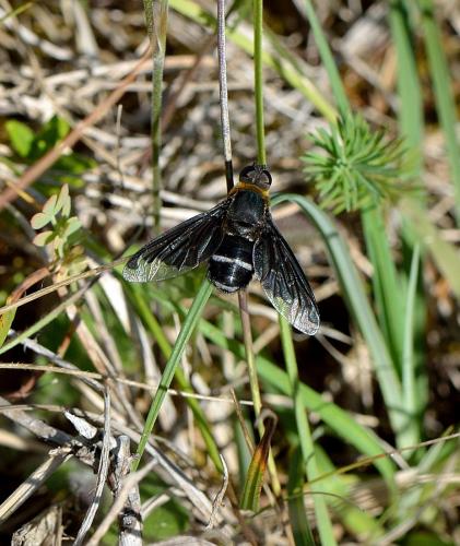 Réf. 88 257 : Hemipenthes velutina