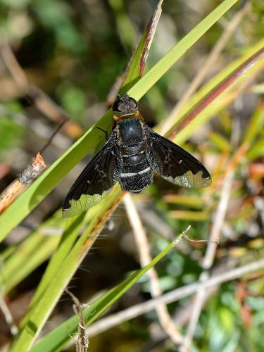 Réf. 88 259 : Hemipenthes velutina