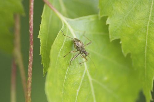 Himacerus apterus