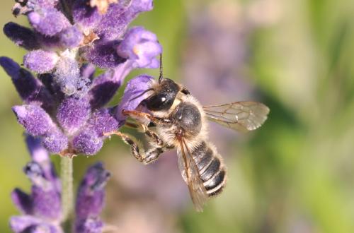 Réf. 88 919 : Megachile ericetorum
