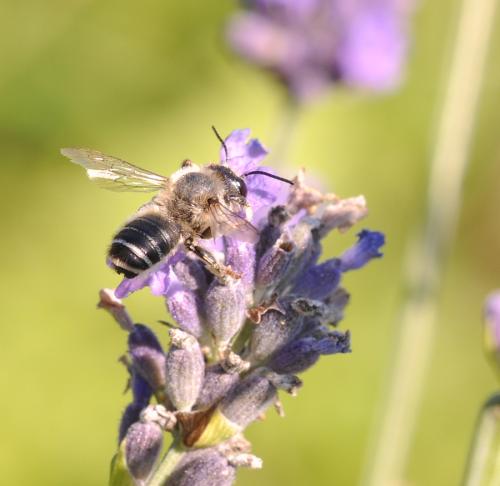 Réf. 88 920 : Megachile ericetorum