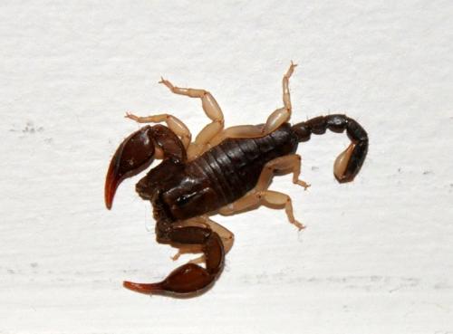 Euscorpius sp.