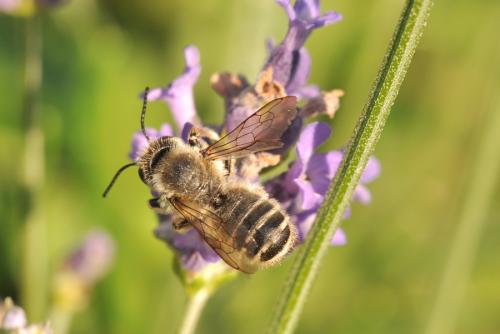 Réf. 88 921 : Megachile ericetorum