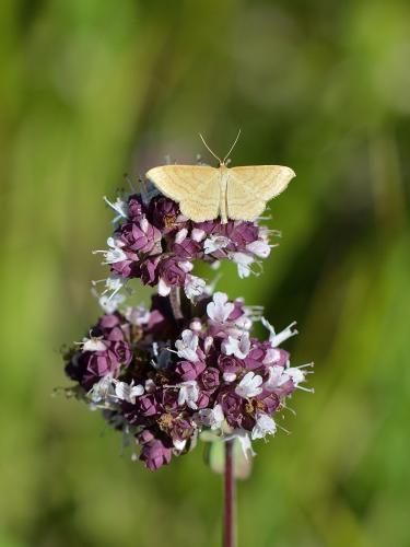 Idaea ochrata