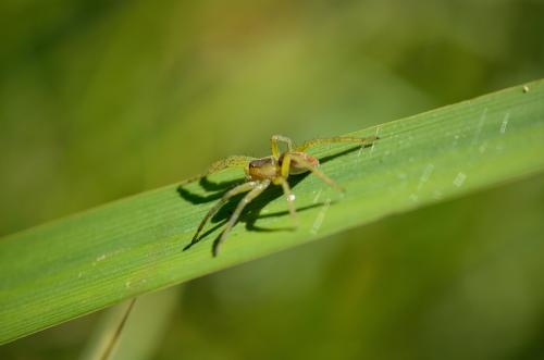 Dolomedes sp.