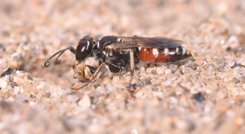 Dinetus pictus