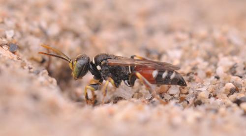 Harpactus elegans