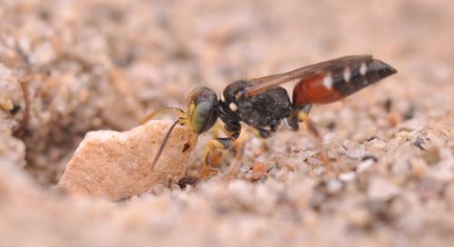 Réf. 88 054 : Harpactus elegans