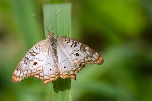 Anartia jatrophae