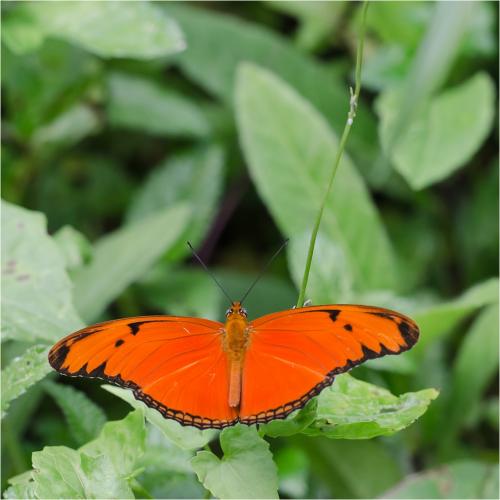 Réf. 88 680 : Dryas iulia