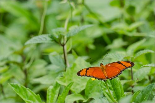 Réf. 88 681 : Dryas iulia