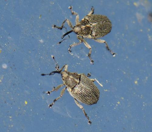Ceutorhynchus sp.