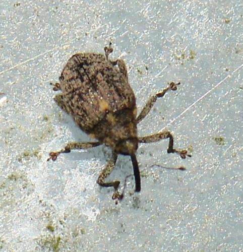 Réf. 88 943 : Ceutorhynchus sp.