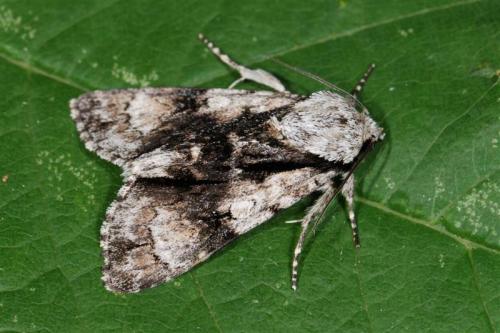 Réf. 88 939 : Acronicta alni