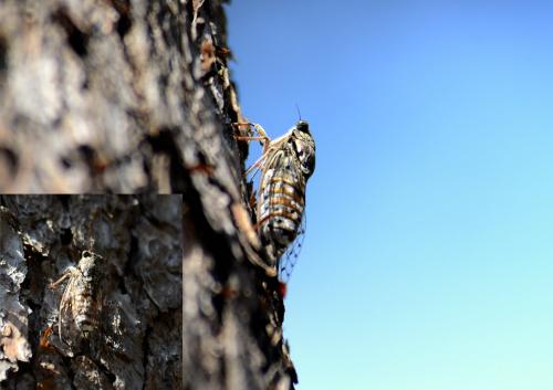 Cicada orni
