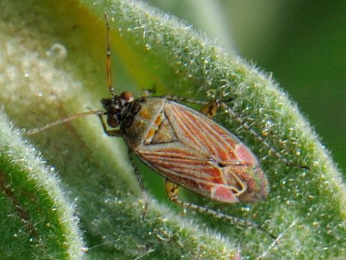 Pachyxyphus lineellus