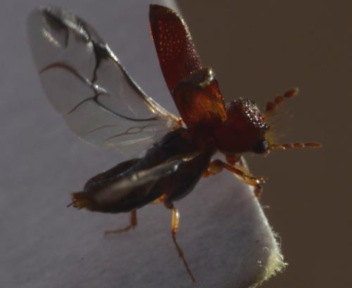 Scobicia chevrieri