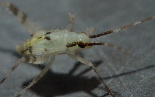 Phytocoris sp.