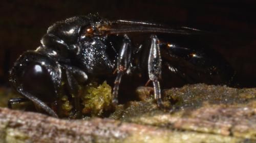 Crossocerus cetratus