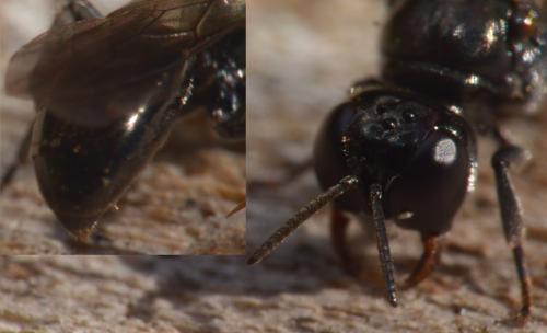 Crossocerus cetratus