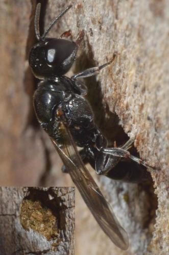 Crossocerus cetratus