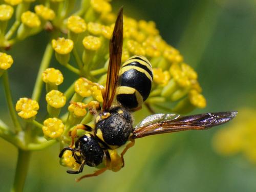 Réf. 88 295 : Paragymnomerus spiricornis