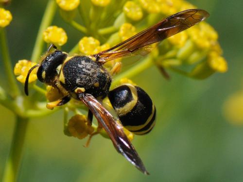 Réf. 88 296 : Paragymnomerus spiricornis
