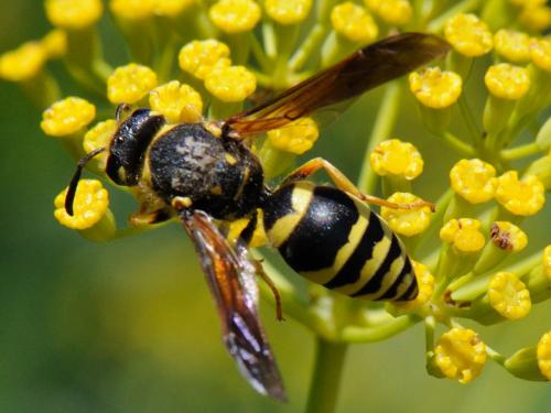 Paragymnomerus spiricornis