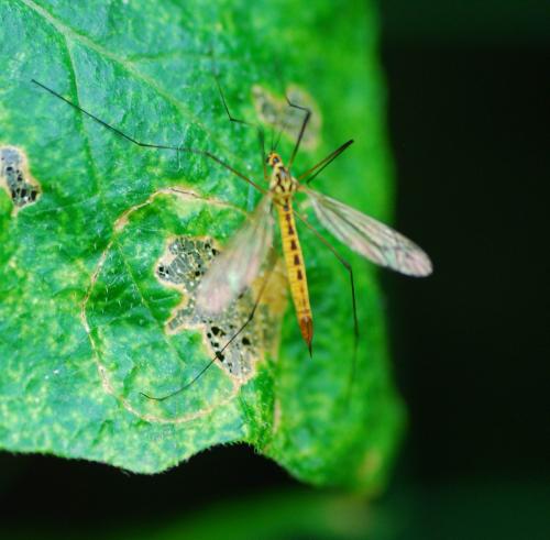 Nephrotoma flavescens