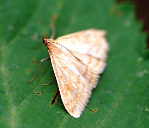 Réf. 88 420 : Sitochroa verticalis