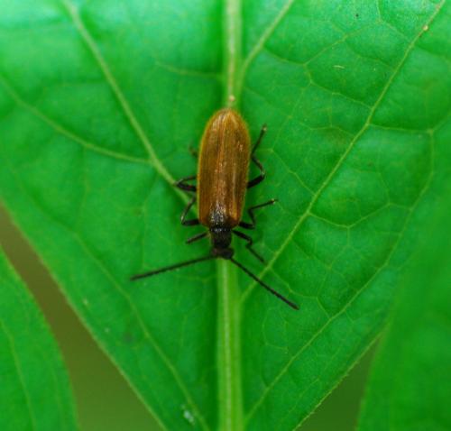 Lagria sp.