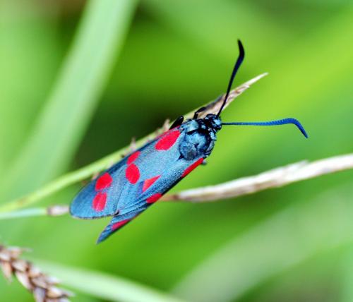 Réf. 88 844 : Zygaena filipendulae