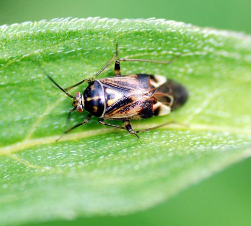 Lygus sp.