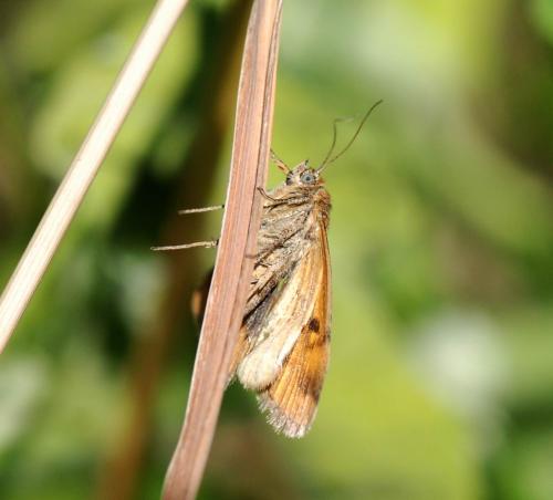 Euclidia glyphica