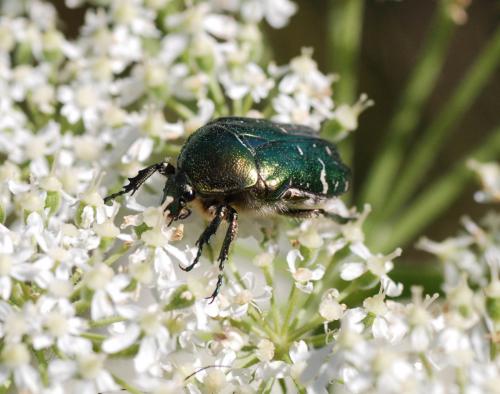 Réf. 88 733 : Cetonia aurata aurata