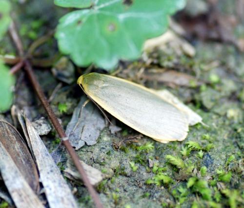 Eilema griseola