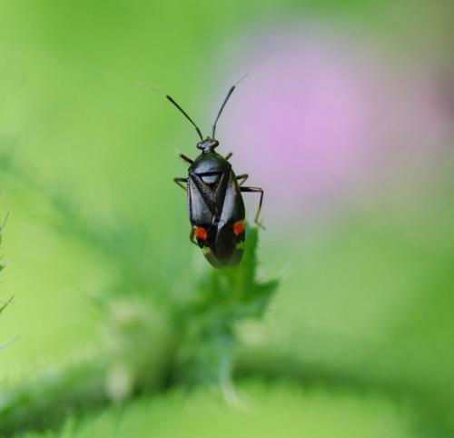 Deraeocoris ruber