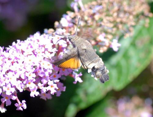 Macroglossum stellatarum