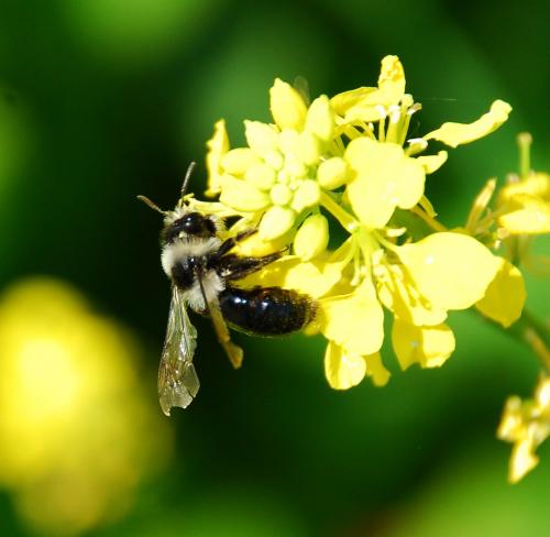 Andrena cineraria