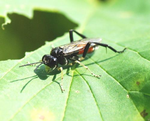 Réf. 88 147 : Macrophya militaris