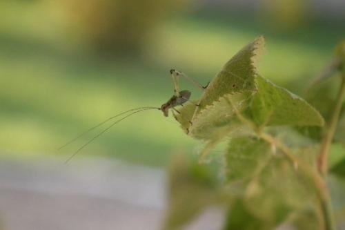 Phaneroptera sp.