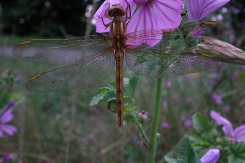 Orthetrum coerulescens