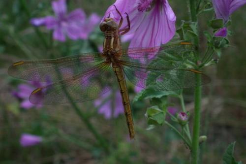 Orthetrum coerulescens