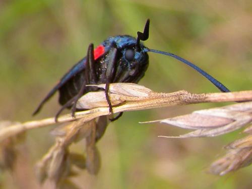 Zygaena filipendulae