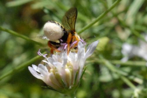 Réf. 88 339 : Trachusa (integra-interrupta)