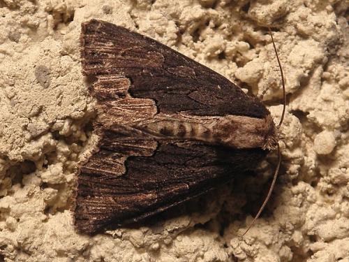 Réf. 88 099 : Dypterygia scabriuscula