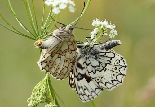 Melanargia russiae