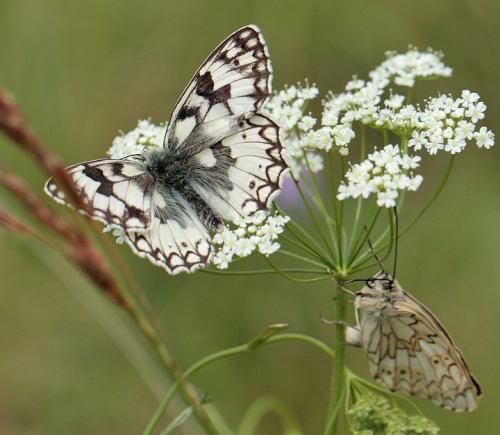 Melanargia russiae